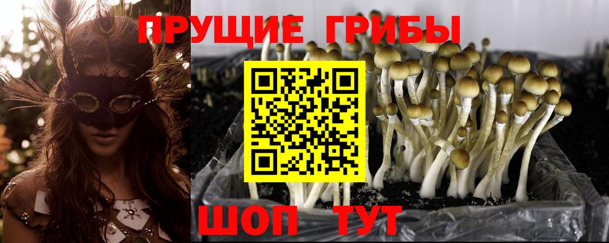 Псилоцибиновые грибы Psilocybine cubensis Лосино-Петровский